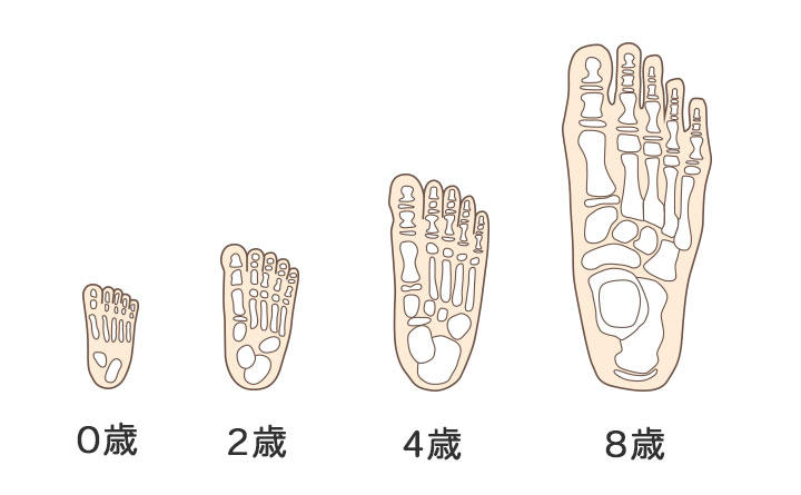 特徴1成長過程の骨