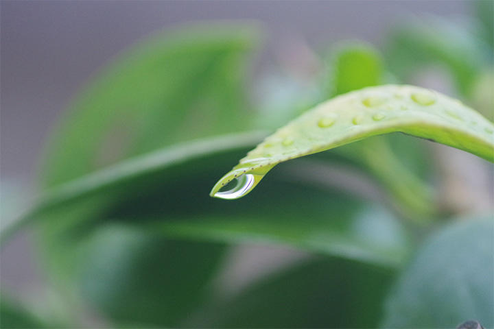 梅雨 梅雨